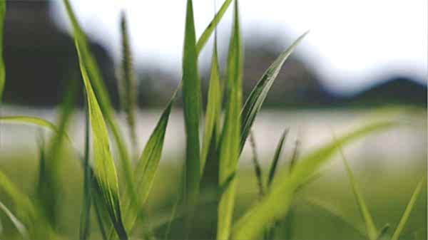 AG-95CBMSN Benzinli Çim Biçme Ürün Tanıtım Video